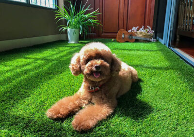 Pet Friendly Artificial Grass