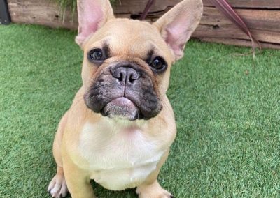 Pet Friendly Artificial Turf